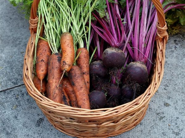 Quand récolter les carottes et les betteraves dans la région de Moscou