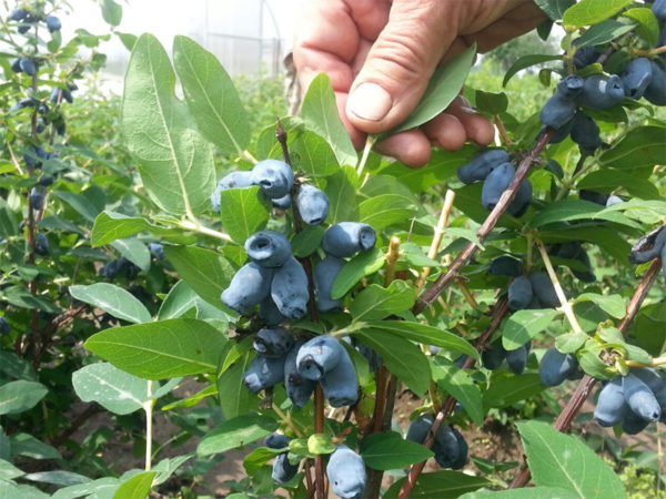 Foto von Geißblattbeeren