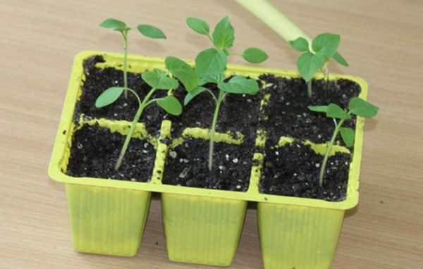 photo de jeunes plants de physalis