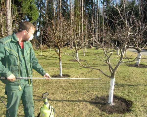 den Garten im frühen Frühling besprühen