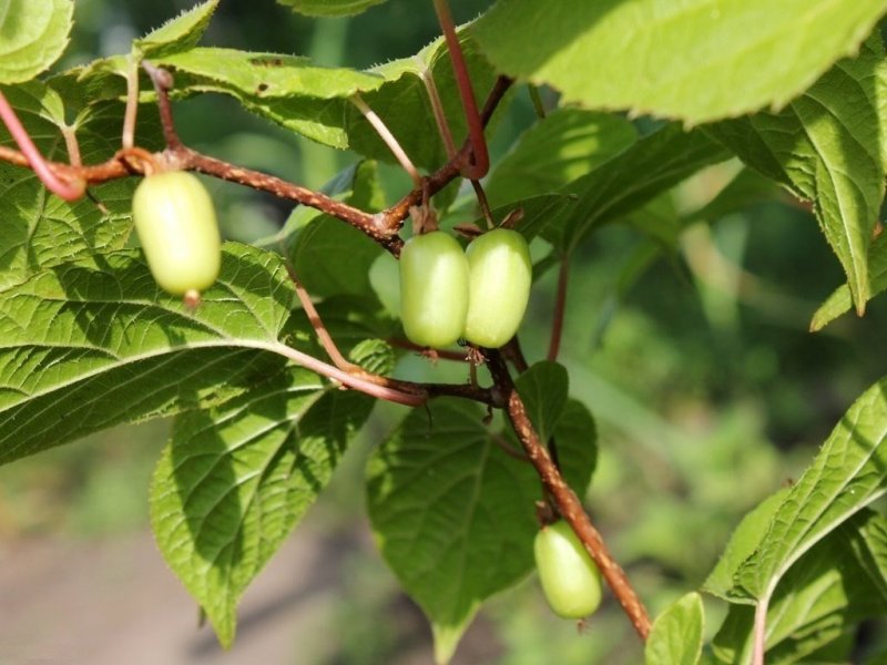 Actinidia