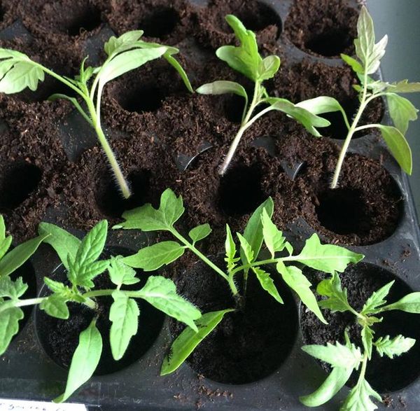 Tomatenstecklinge