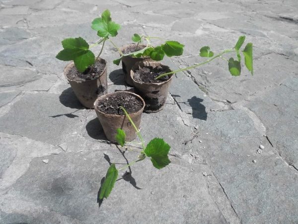 jeunes plants de gombo