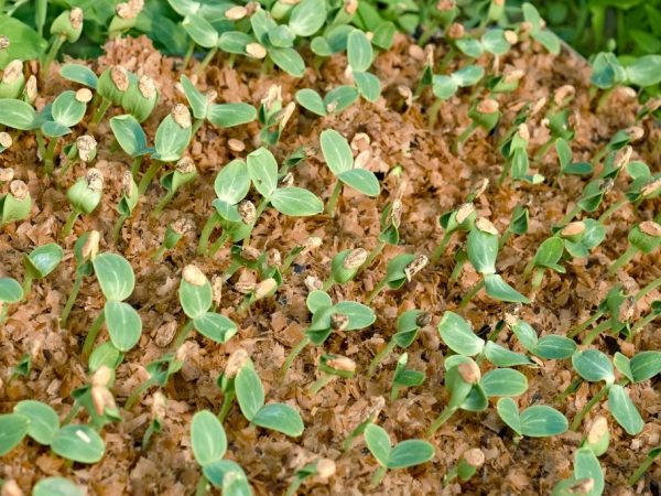 Método japonés de cultivo de pepinos en serrín