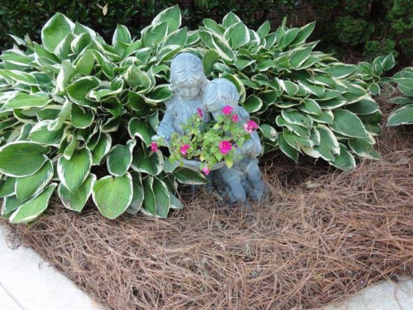 hosta sur le site