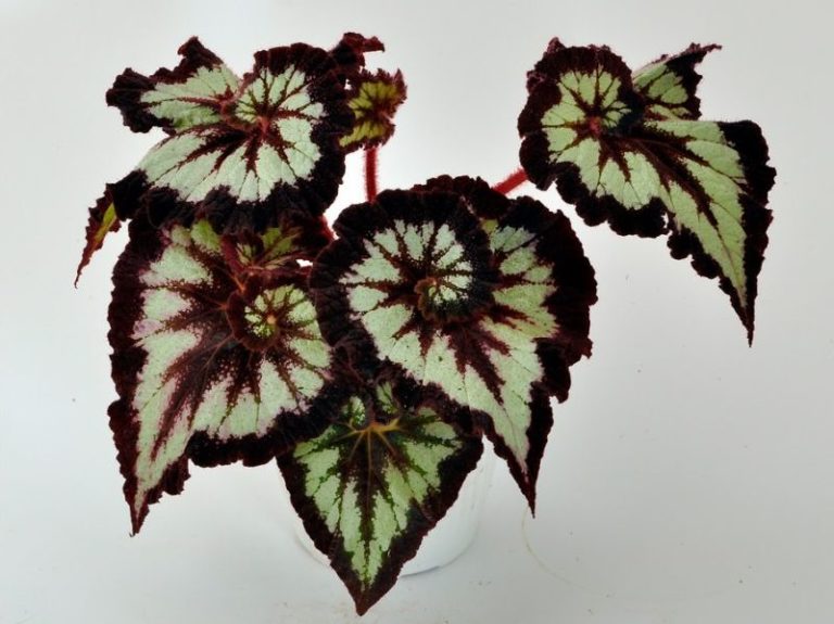 Plantes à feuilles caduques