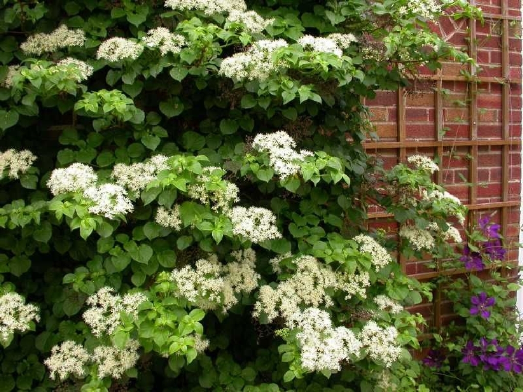 hortensia pétiolé