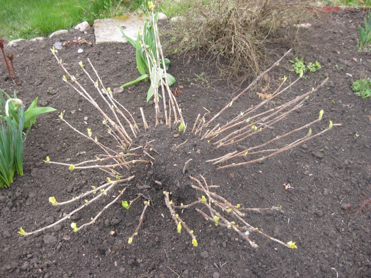 Restauration des hortensias après l'hiver