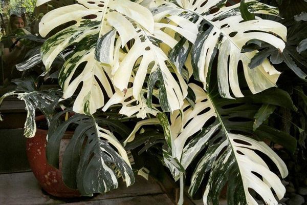 Monstera variegata
