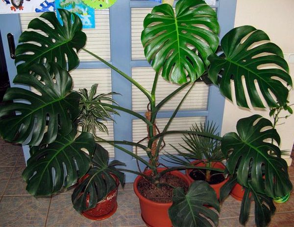 Monstera and its varieties