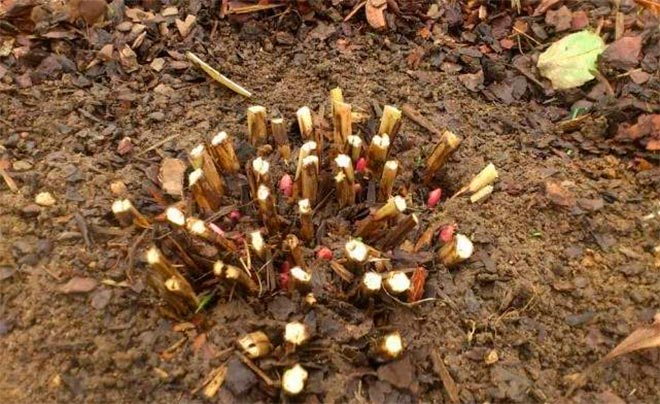 Pfingstrosen im Winter: Merkmale der Ruhephase, Pflege im Herbst, Frostvorbereitung und Schutzbedarf
