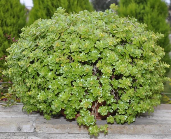ποικιλία sedum για οικιακή χρήση