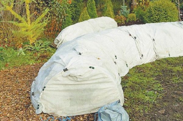 Pfingstrosen für den Winter abgedeckt
