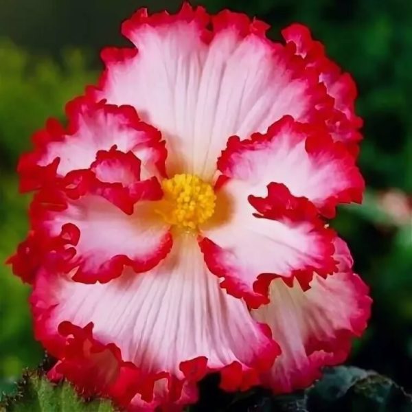 Crispa Marghinata