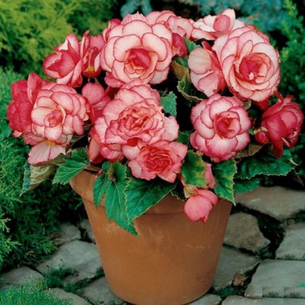 Bottone di rosa