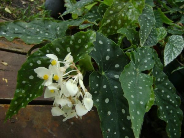 begonia maculata