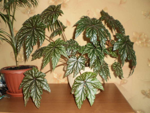 beghina decidua