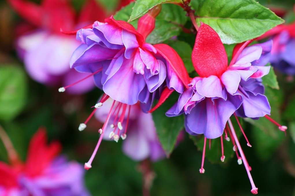 Wie sehen Fuchsien aus und wie kann man sie zu Hause anbauen?