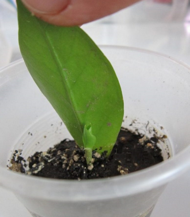 pianta giovane