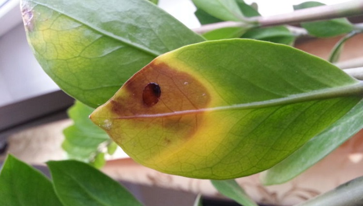 malattia delle piante