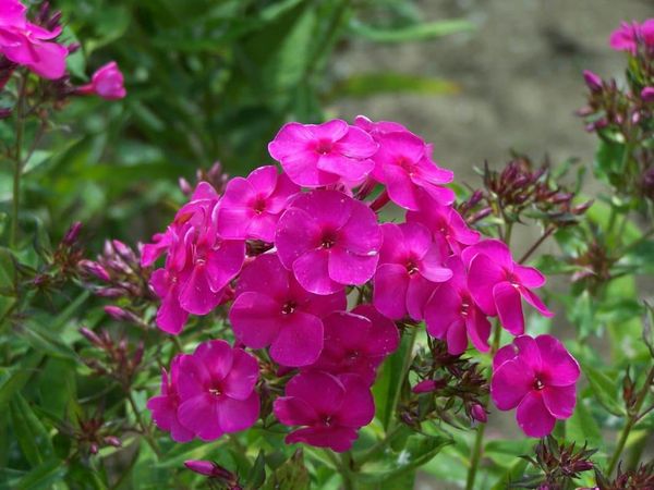 Phlox im Herbst: Vorbereitung auf den Winter