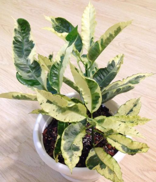 Codiaeum 'Tamara'