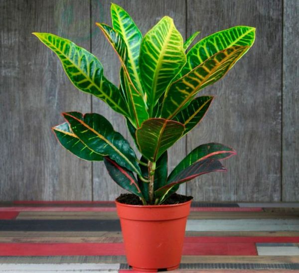 Codiaum oder Croton
