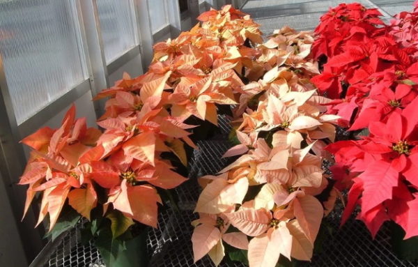 éclairage poinsettia