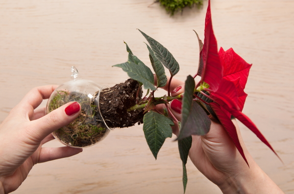 transplantation de poinsettias
