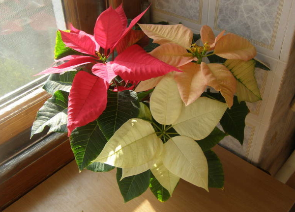 puansettiya-na-okne