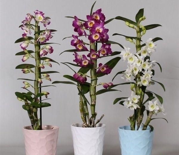Dendrobium: Orchideenmerkmale