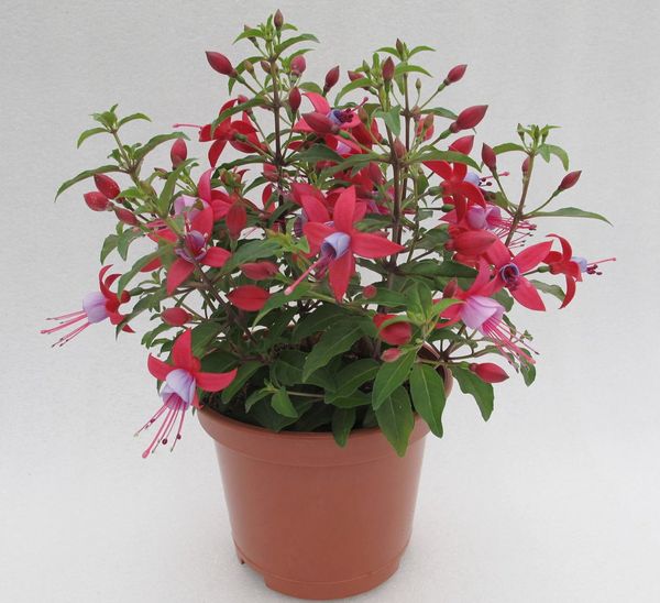 Fuchsie: Blumenfoto