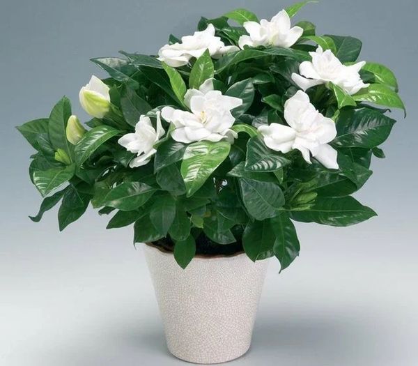 Gardenia jasminoides