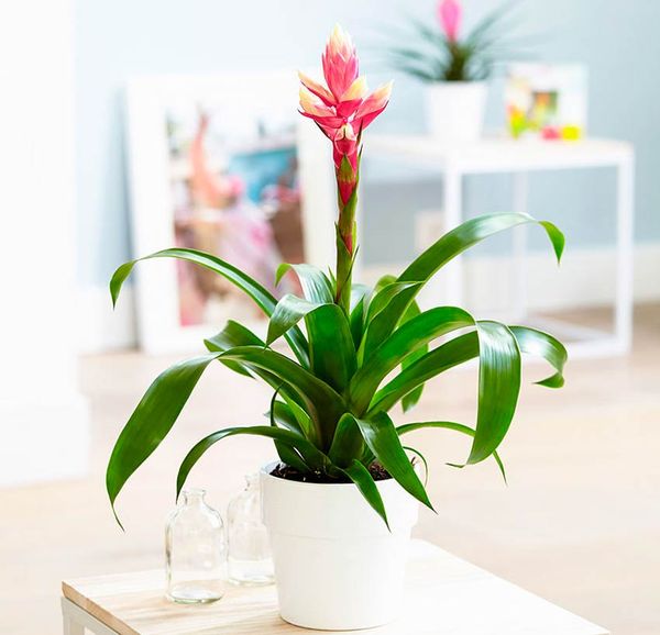 Guzmania : À quoi ressemble la fleur ?