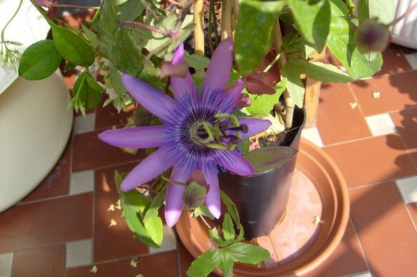 Passionsblume
