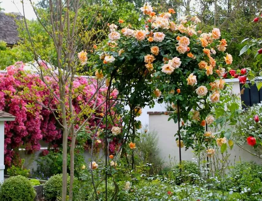 Cómo utilizar las rosas trepadoras en el diseño de jardines