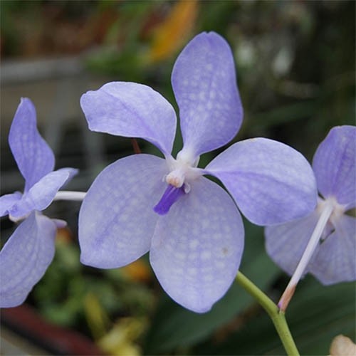 Blue Vanda