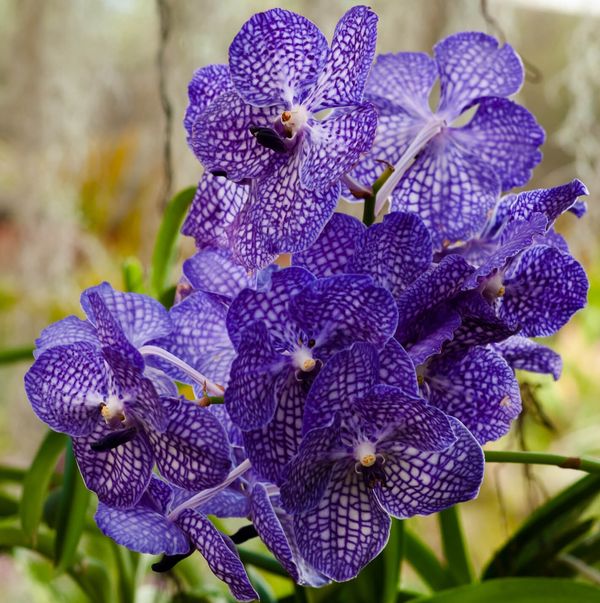 Tender Vanda