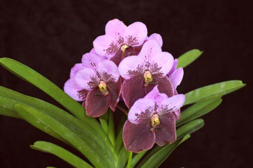 Wanda Sandera