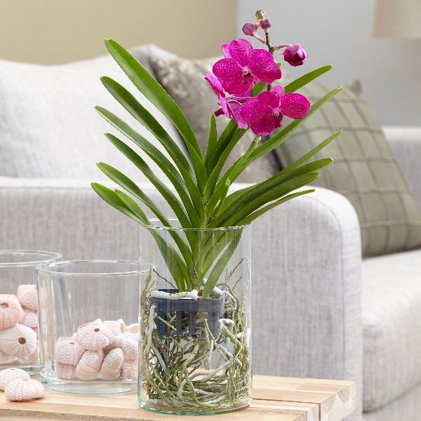 Vanda-Orchidee: Foto der Blüte