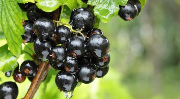 Benefici per la salute del ribes nero