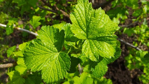 Benefici per la salute del ribes nero