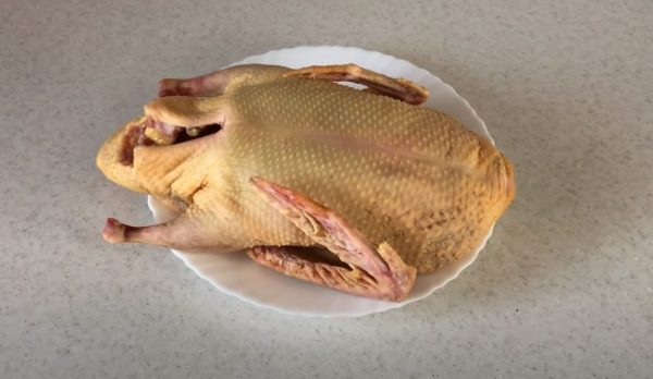 جثة طائر