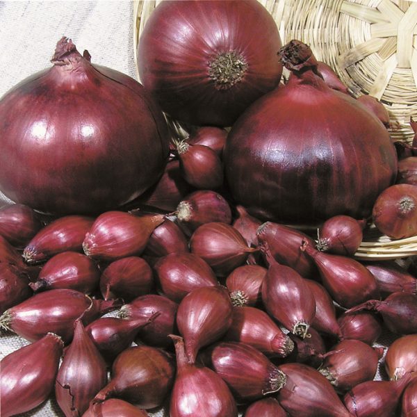 Baron Rouge