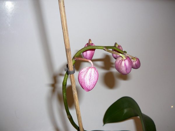 Bud drop