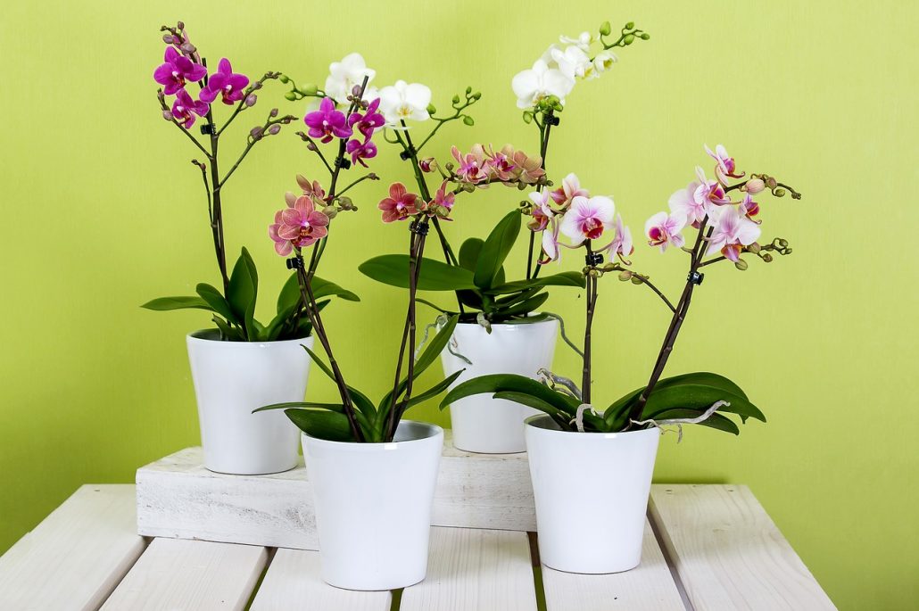 Orchideenpflege