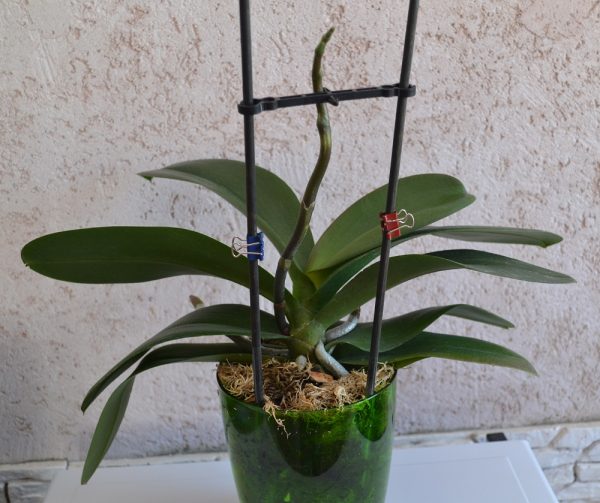 Orchid