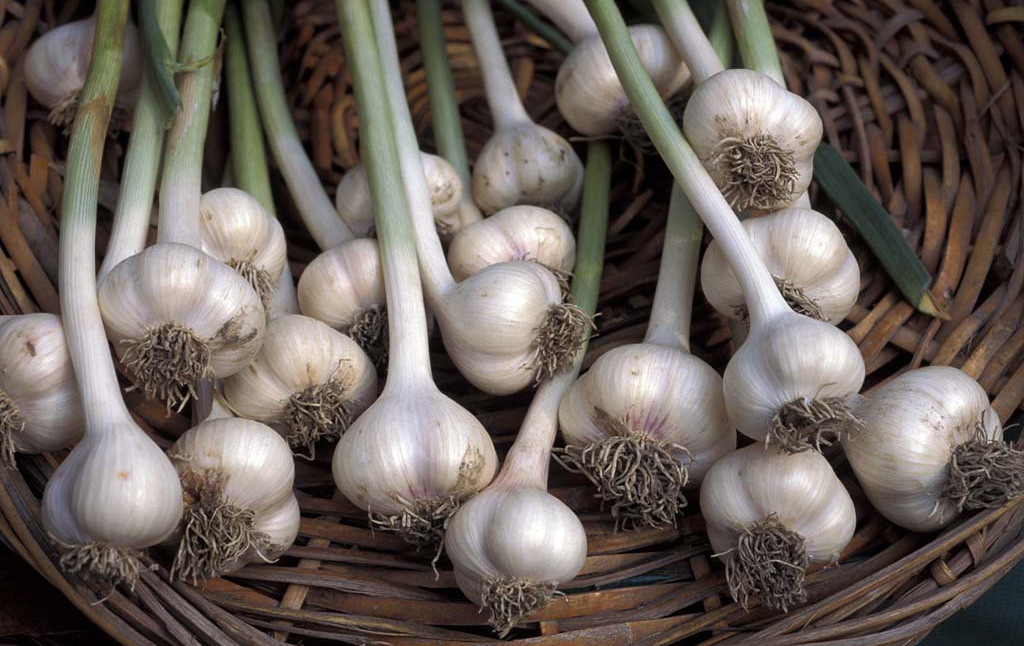 Knoblauch