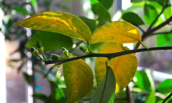 maladies du citron