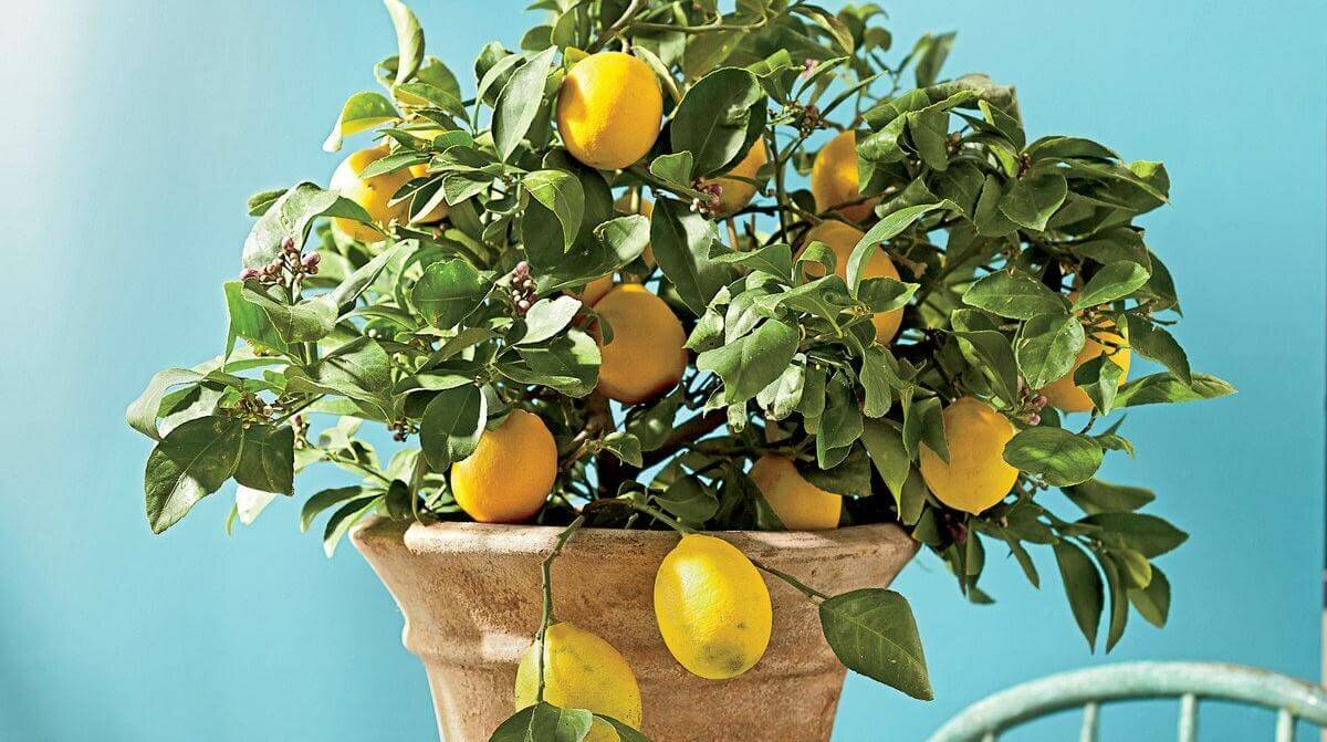 Citron